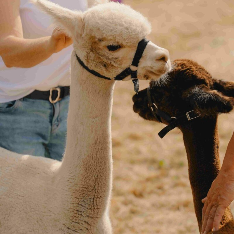 Alpacas Du Domaine Des Hautes Fagnes Two Alpacas in Semi Freedom from the Alpaca Park at the Domaine Des Hautes Fagnes