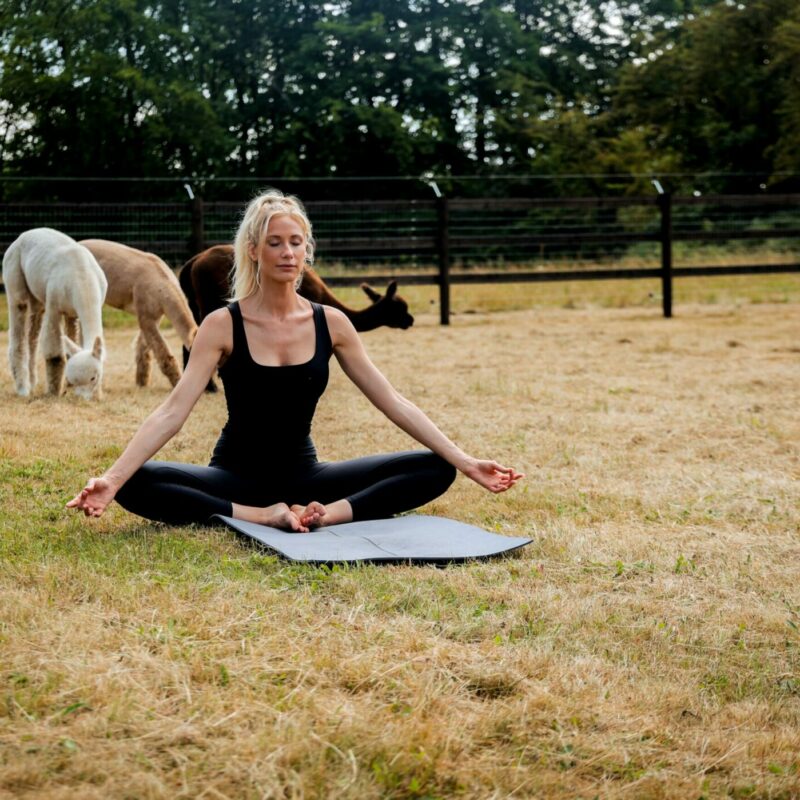 Séance De Yoga Dans Le Parc À Alpagas Des Domaines Des Hautes Fagnes