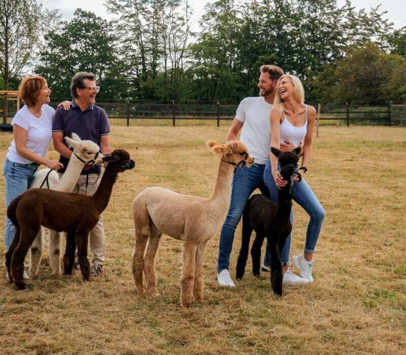 Love Alpagas Parc-Alpaga