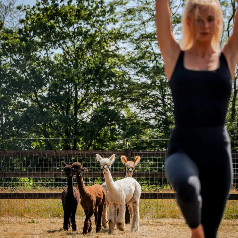 Seance De Yoga Dans Le Parc A Alpagas